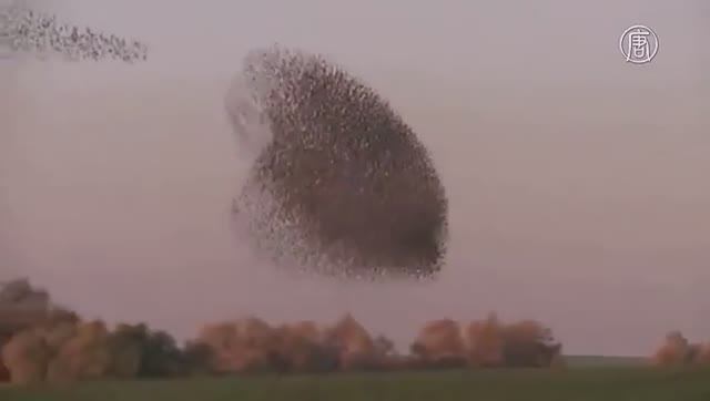 птицы