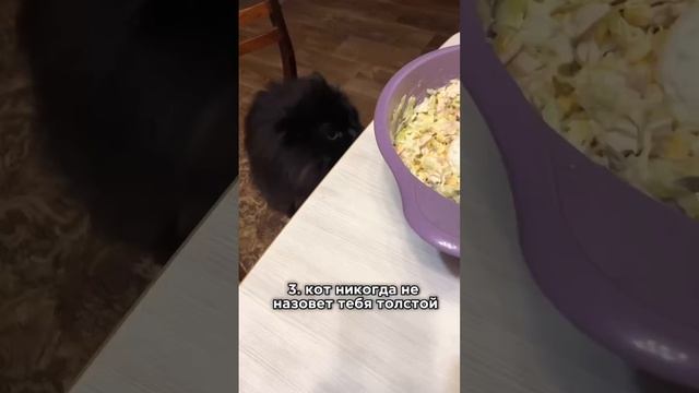 Выйти замуж или завести кота?