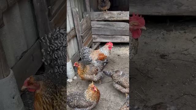 Цезарь отрабатывает командирский голос))