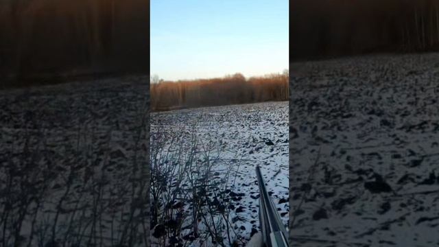 Косули охота