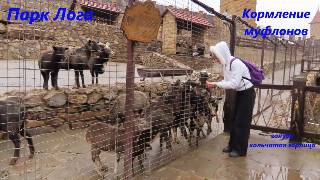 Парк Лога, Каменск-Шахтинский. Кормление муфлонов. Осторожная горлица. Голуби. 11.12.24