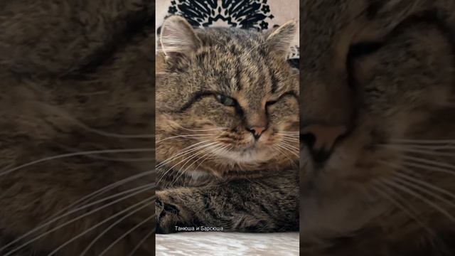 Милые котики. Мой ласковый и нежный зверь. Барсик.