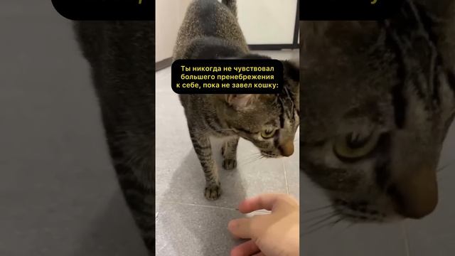 Что это, если не жиза