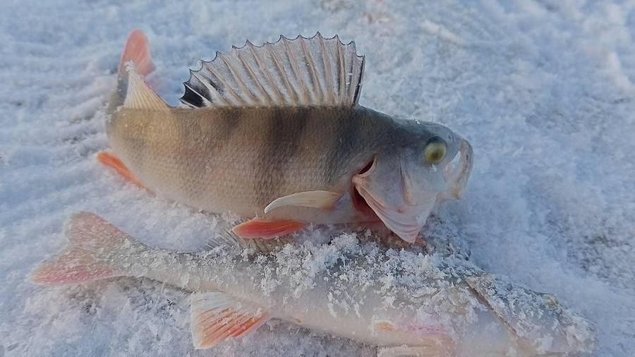 первый выход на лед 24-25 г