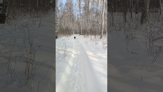 Канадский волк - гибрид. 16 декабря 2024