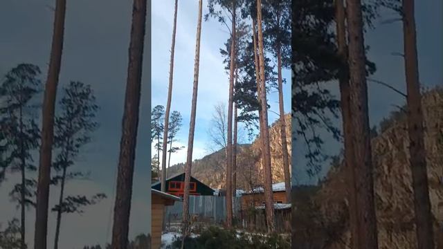 Макушки летят как надо 😎🌲