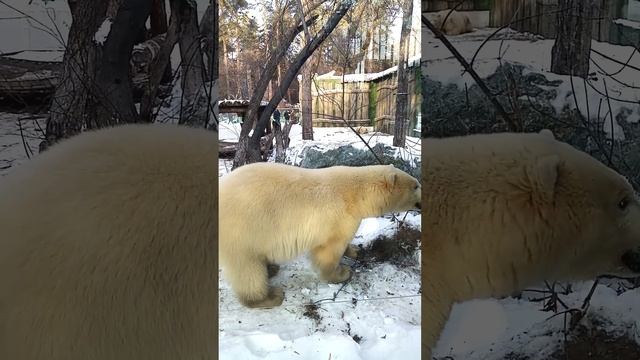 Медведица Белка 14.12.2024