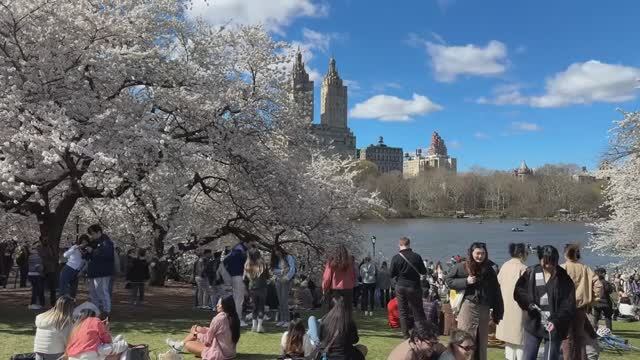 🇺🇸Весенняя прогулка по Нью-Йорку🌸💮 Пик цветения вишни Цветение в Центральном парке