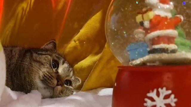 Кошки тоже верят в новогоднее чудо