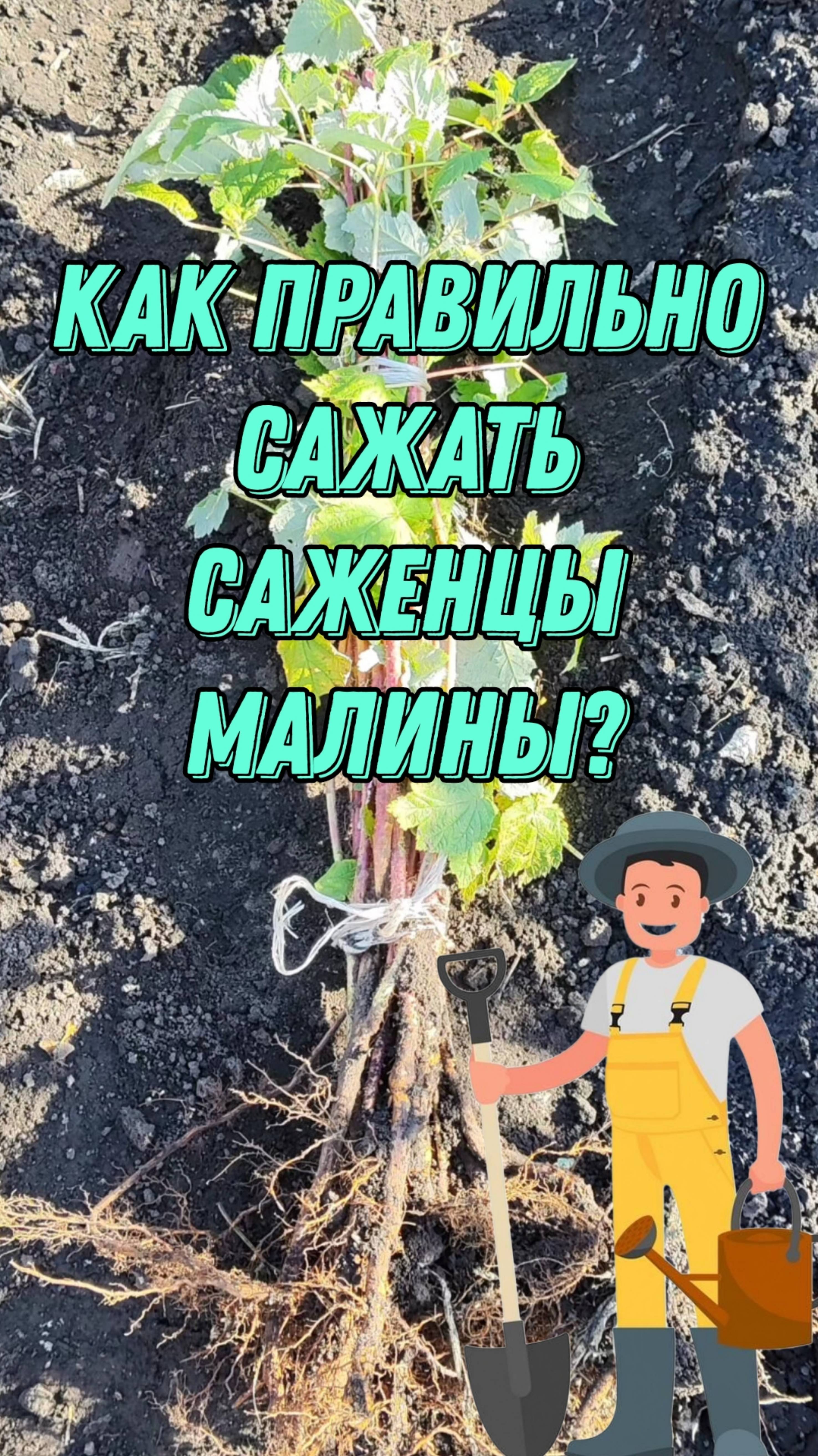 Как правильно сажать саженцы малины. Схема посадки. Полное видео о бизнесе на малине уже в YouTube