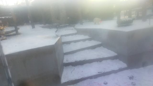 поздравляю с двухлетним днём рождения наших краасавиц белых медвежат белку и стрелку 16-12-2024