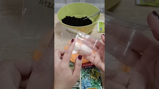ХОСТА ПОСЕВ СЕМЯН БЕЗ СТРАТИФИКАЦИИ