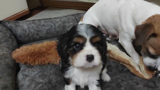 Мальчик Кавалер Кинг Чарльз спаниель