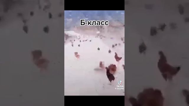 Даже если я А класс то с курицами это наш класс🤣
