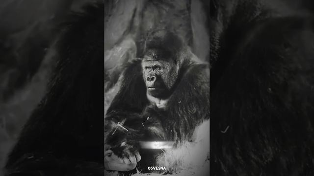 Кольщик.mp4