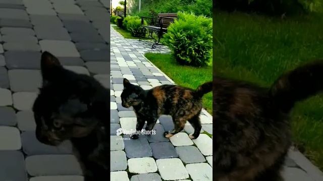 -_На опушке, средь болот, домик притаился.._ 9 ноября 2024 г.