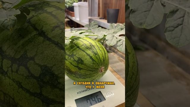 Арбуз начал лопаться