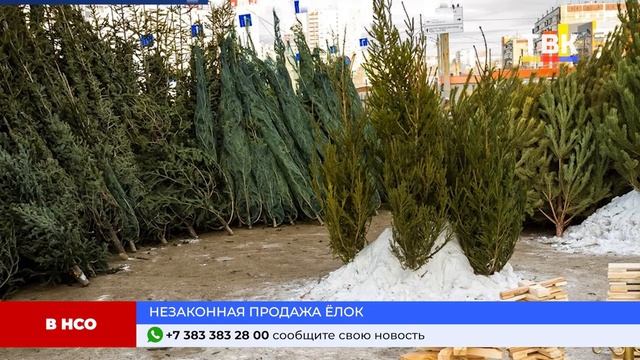 Программа "Дайджест" 16-12-24