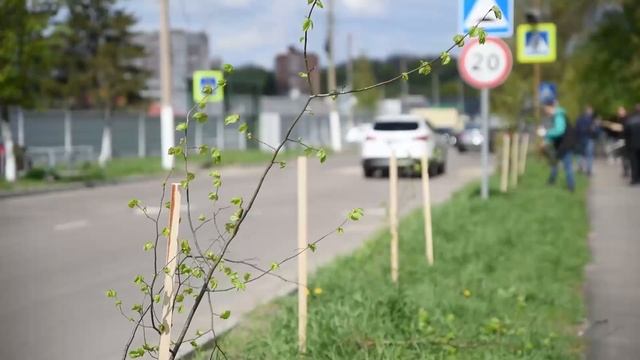 На улице Димитрова высадили деревья