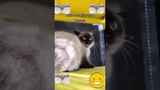 Как правильно кормить кошку