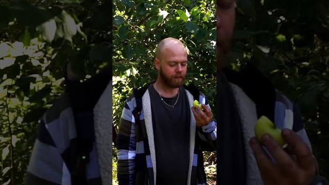 Яблоня "Народное"