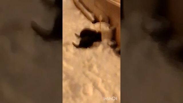 мой кото бар пьяная мышь пользуется спросом 🤘😂🙀😍