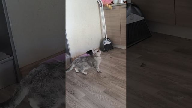 1000082151.mp4
