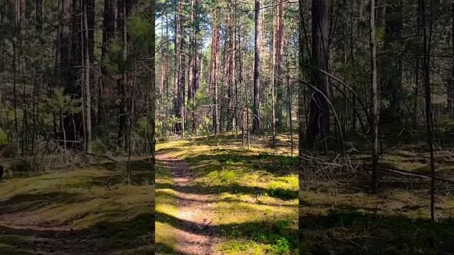 Тайга медведи)