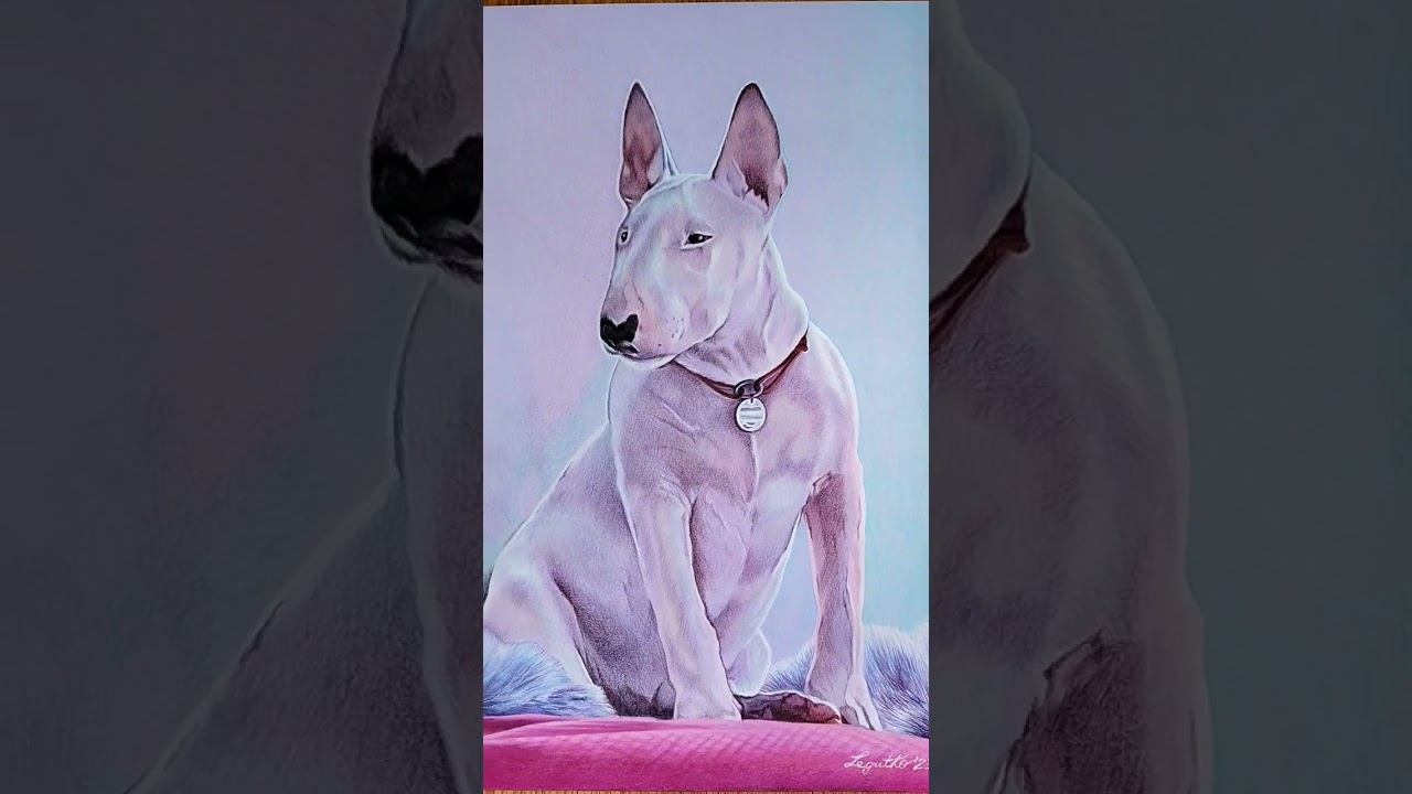 #bullterrier #dog #drawing #pencildrawing #kredki #pencil #art #purple #dogportrait #graphics