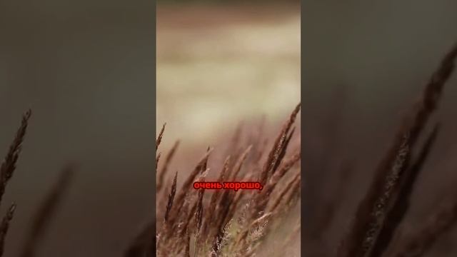 Как высокие вибрации защищают нас_
