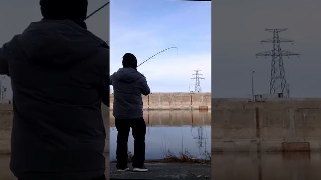 Городской матрос  #norstream #fishing #рыбалка #спиннинг