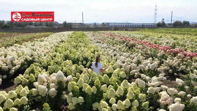 Если уж и пробираться сквозь сугробы, то пусть они будут из цветущих гортензий😅