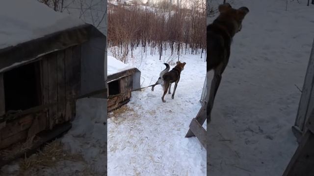 траур