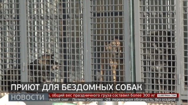 Собачья больница: ветеринарный центр открылся в приюте. Новости. 16/12/2024. GuberniaTV