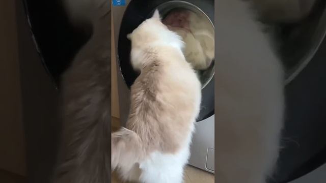 Остановись, не убегай!