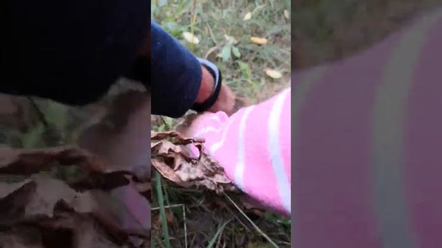 Сходили за грибами, продолжение #рекомендации #грибы #топ