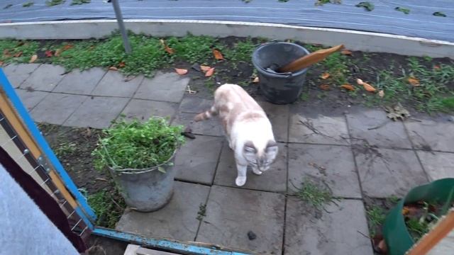 Жизнь в своем доме 🏡 Курочки не нашли гнезда - порастеряли яйца 😎Потеплело😊
