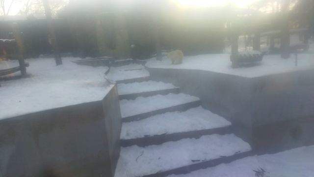 поздравляю с двухлетним днём рождения наших краасавиц белых медвежат белку и стрелку 16-12-2024
