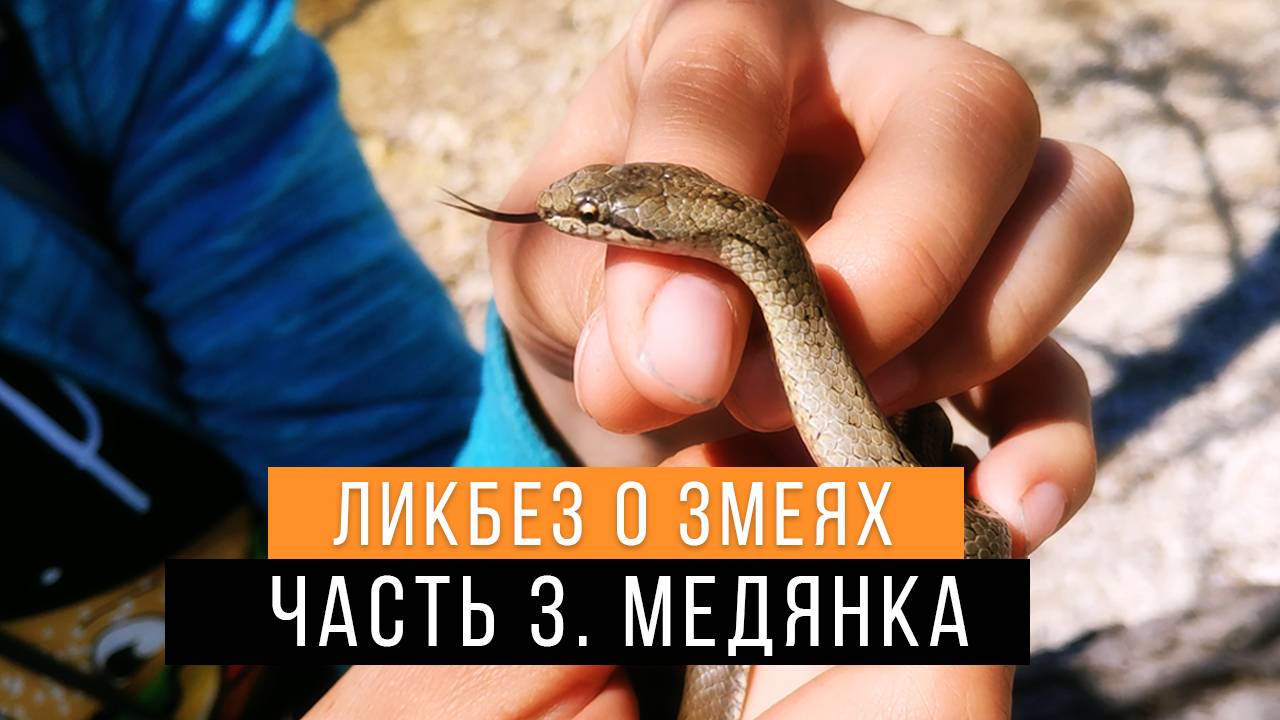 Обыкновенная медянка - Ликбез о змеях #3 / Ядовита или нет? / Smooth snake / Coronella austriaca