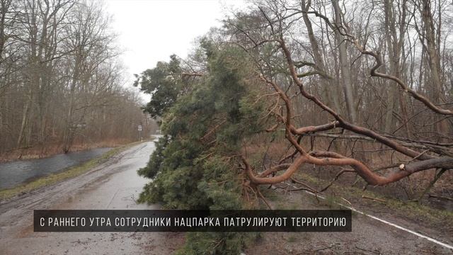 Уборка упавших деревьев во время шторма