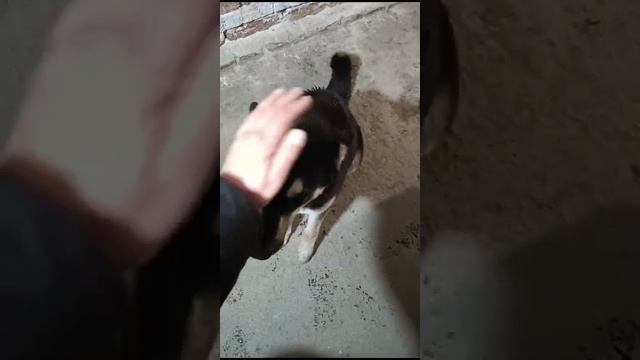 VID-20241210-WA0019.mp4