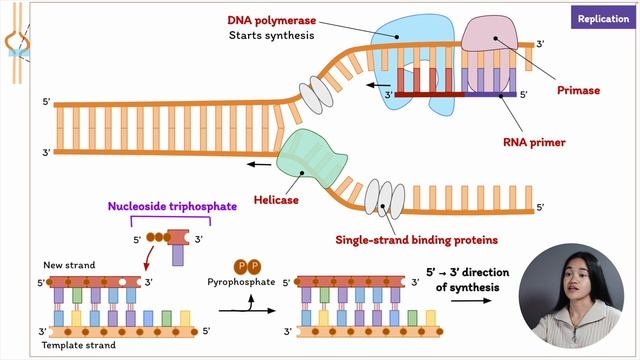 DNA Replication | Cell Biology