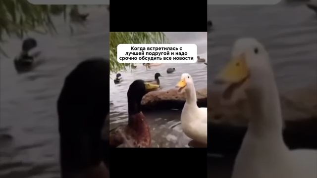 Встреча с соседкой