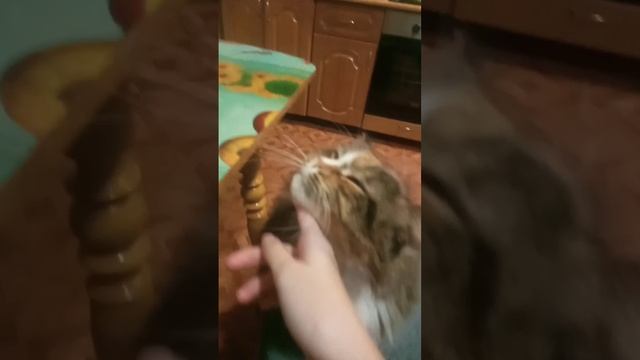 scene_output.mp4