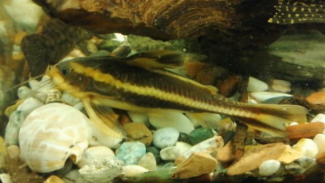 Сом Платидорас🐠