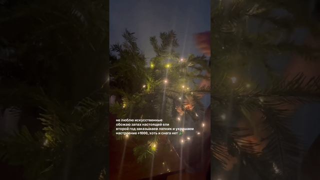 RAIDA SHAY #новыйгод #2024 #елка #украшения #лапник #гирлянда