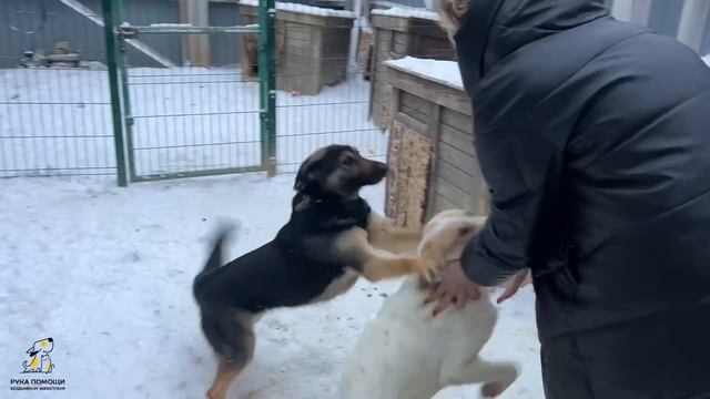 Арлен - статная леди нашего приюта. Поддержать⬇️