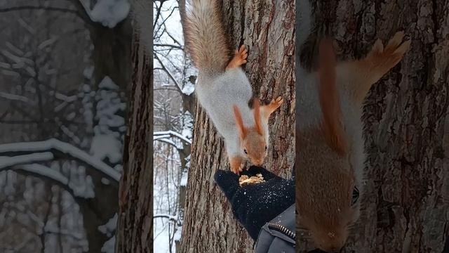 Кормлю белок