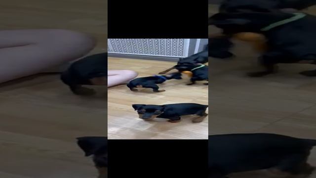 Щенки цвергпинчера