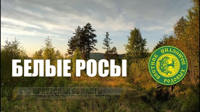 Баннер Белые Росы